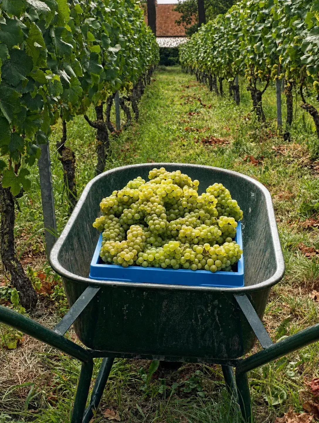 Kruiwagen met een kist geoogste chardonnay-druiven tussen de wijnrijen in Kalmthout