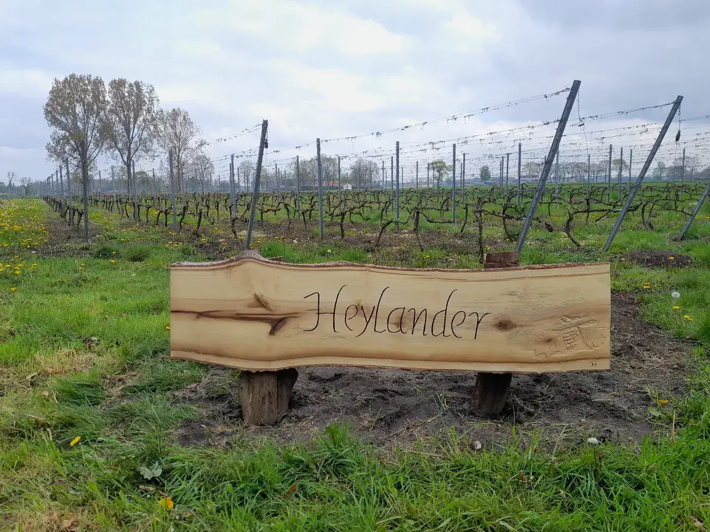 De wijngaard in Kalmthout met een handgesneden houten bord waarop Heylander staat