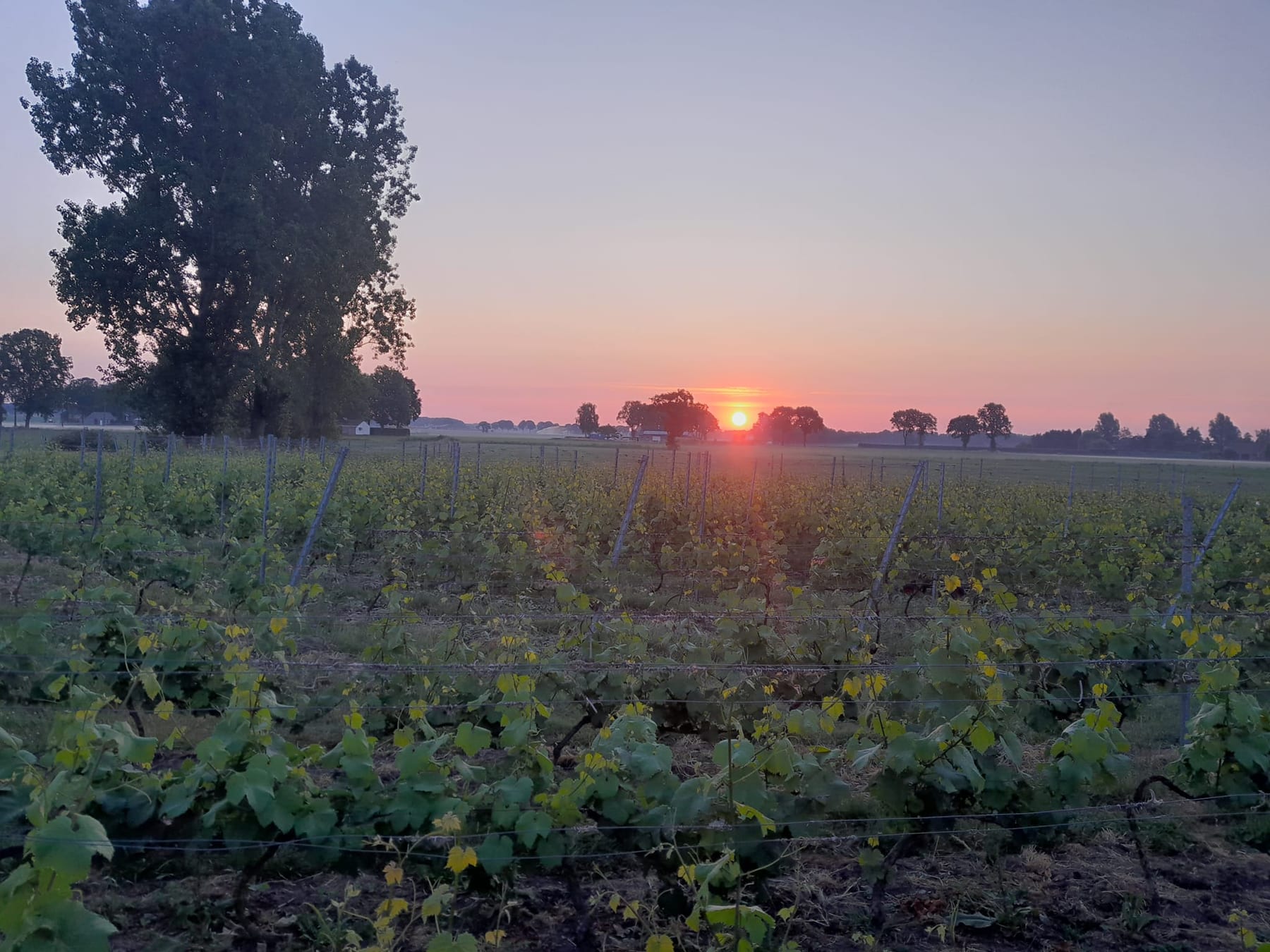De wijngaard van Heylander bij zonsondergang, met de zon aan het einde van de wijnrijen